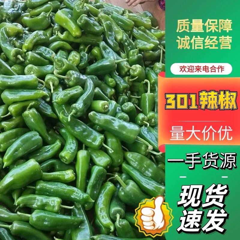 徐闻精品301泡椒鲜辣椒电商超市市场规格齐全价格优惠