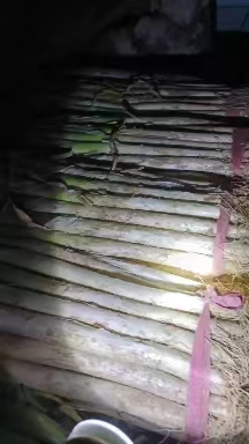精选大葱大量现货产地直发货源充足供应全国市场批发商