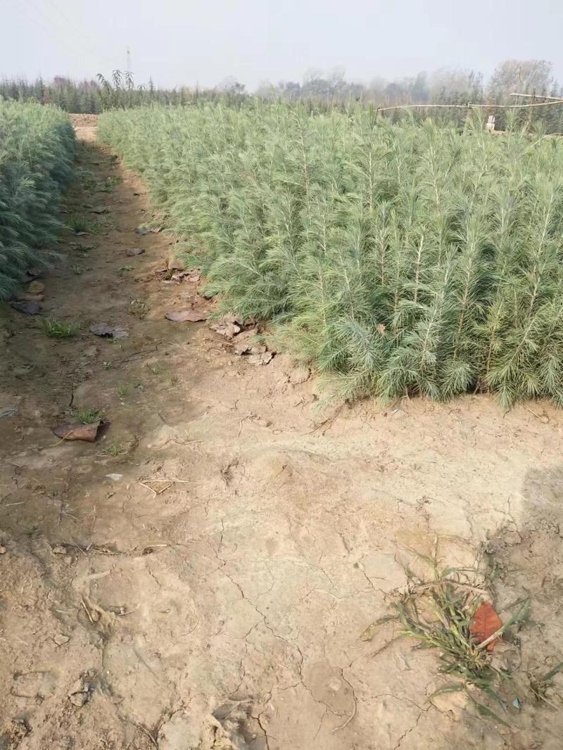 雪松，雪松小苗，雪松一到八米大量有货