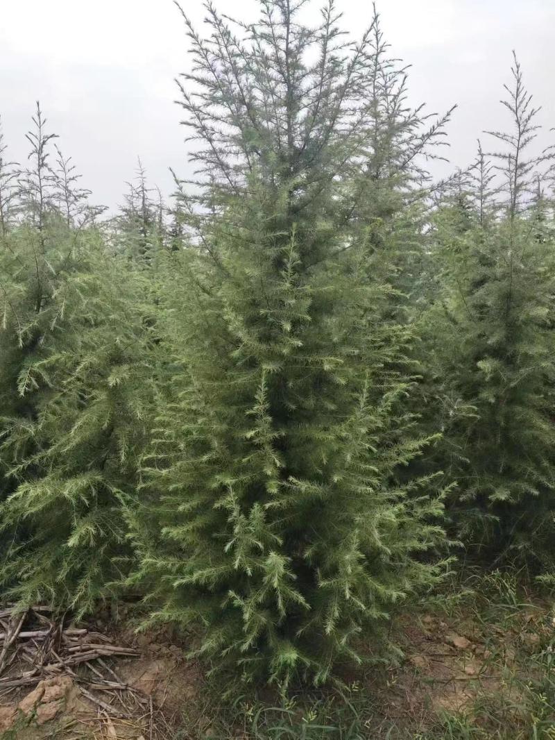 雪松，雪松小苗，雪松一到八米大量有货