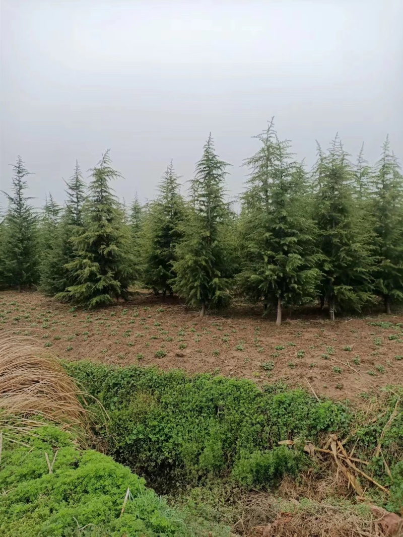 雪松，雪松小苗，雪松一到八米大量有货