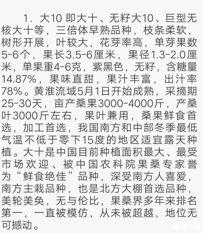 无籽大十果桑苗品种纯正根系发达现挖现发签订合同定金发