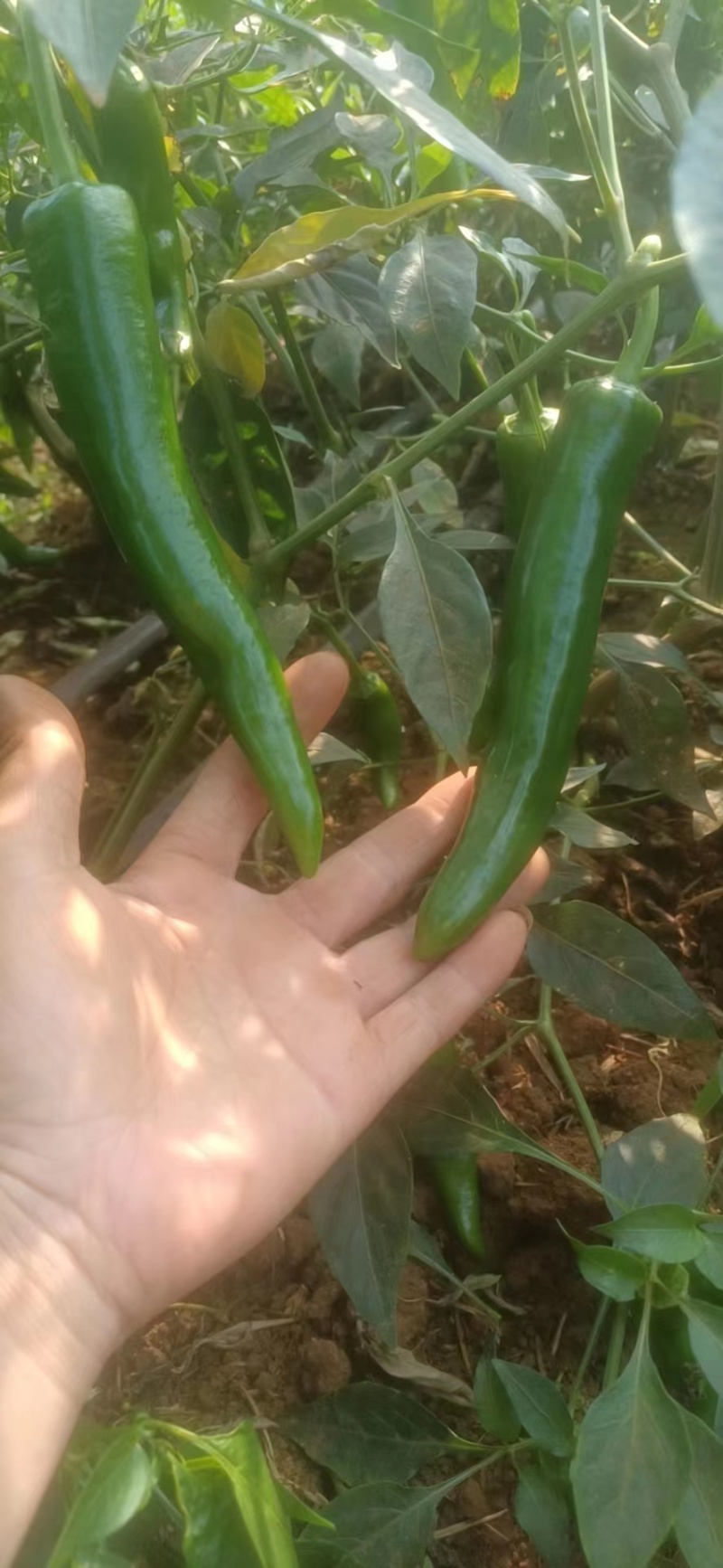 青皮尖椒羊角椒黄皮椒鲜辣椒湛江徐闻