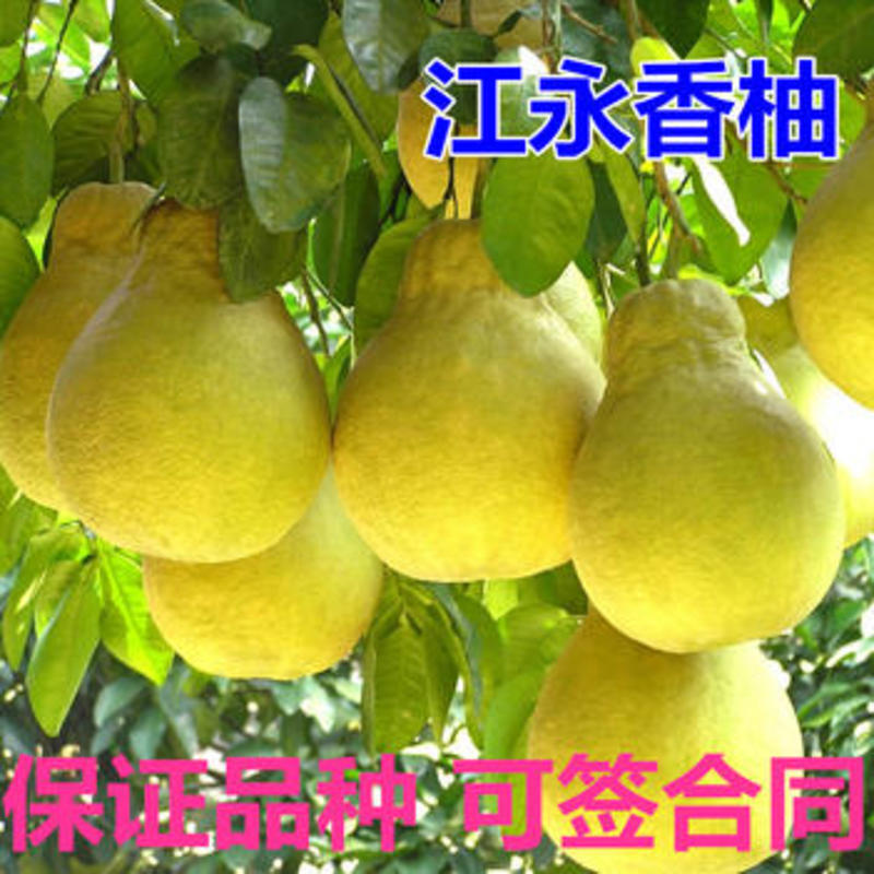 江永香柚子苗品种纯正根系发达现挖现发签订合同定金发货