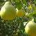 江永香柚子苗品种纯正根系发达现挖现发签订合同定金发货