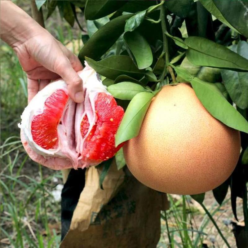 三红蜜柚苗品种纯正根系发达现挖现发签订合同定金发货
