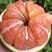 红宝石柚苗品种纯正根系发达现挖现发签订合同定金发货