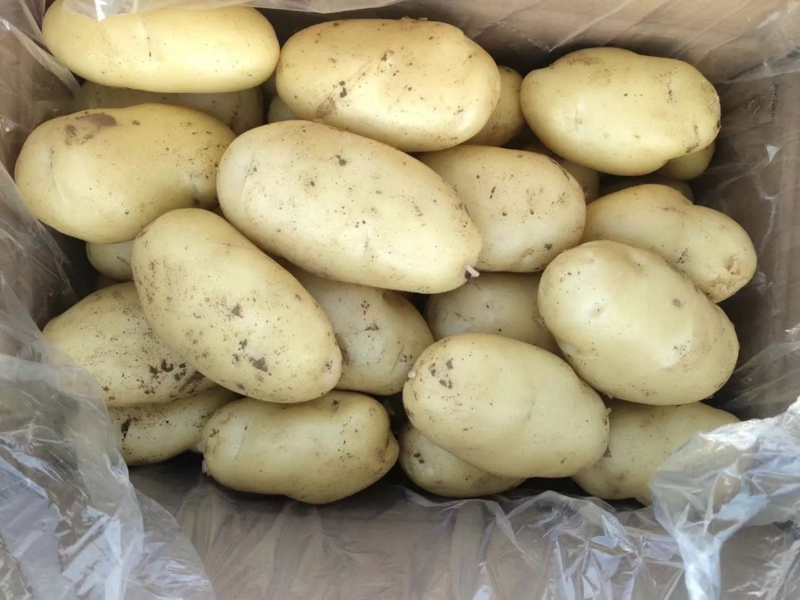 精品土豆新鲜的荷兰土豆大量供应产地直发对接商超市场