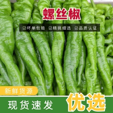 【热卖辣椒】兰陵县螺丝椒大量供货价格优惠欢迎来电咨询采购