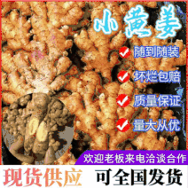 贵州小黄姜常年供应随到随装全国发货坏烂包赔