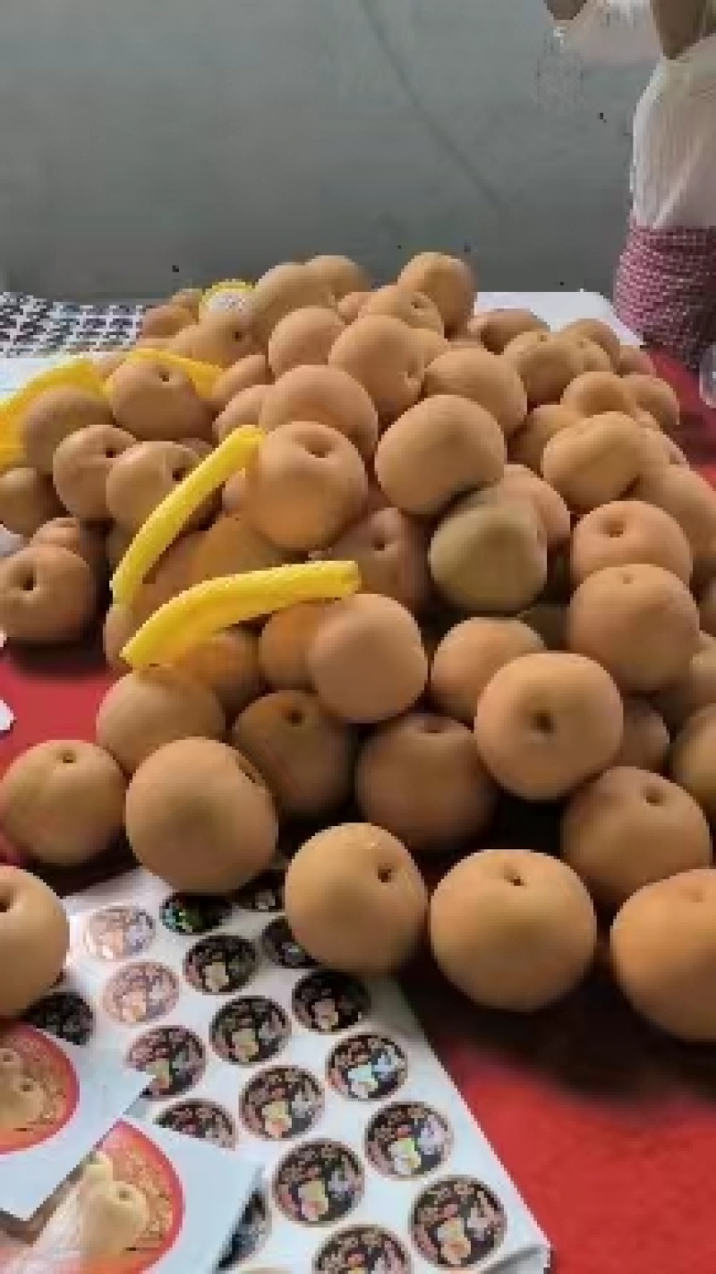 河北秋月梨脆甜多汁一件代发对接电商平台欢迎来电