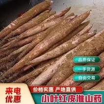 【精品】广西贺州小叶红皮淮山药-产地直发-量大从优-优惠