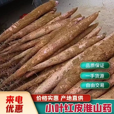 【实力】广西贺州小红叶淮山药-产地直发-量大从优-优惠