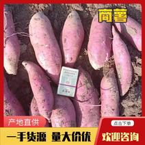 【优选】红薯精品商薯一条龙服务保证满意