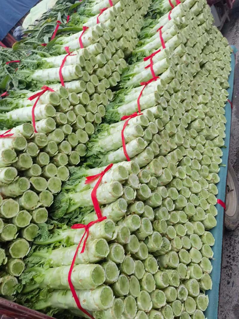 河南南阳红叶香莴苣产地发货货源充足一手货价格便宜