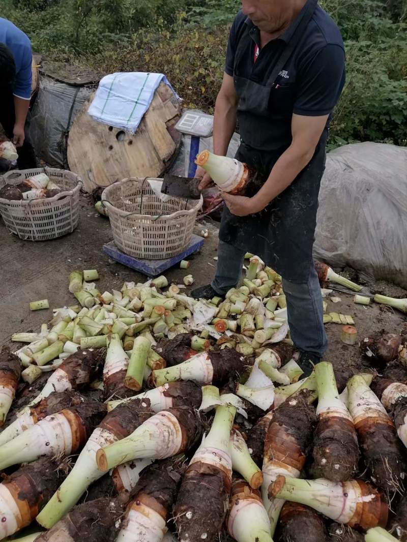 槟榔芋，香芋口感粉糯香甜，量大从优全国发货，