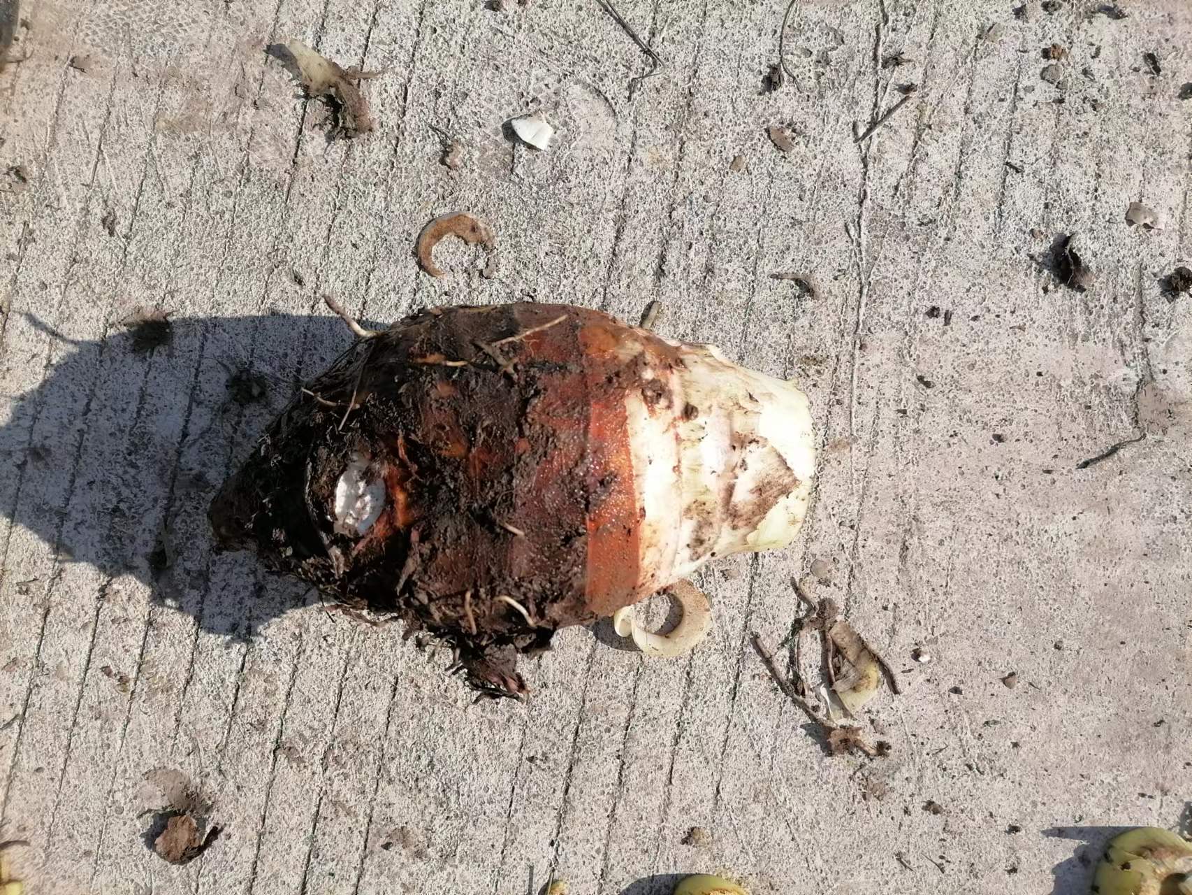 铁板香芋成品图