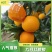 【爆】湖北九月红脐橙🍊供应市场电商~价格便宜～