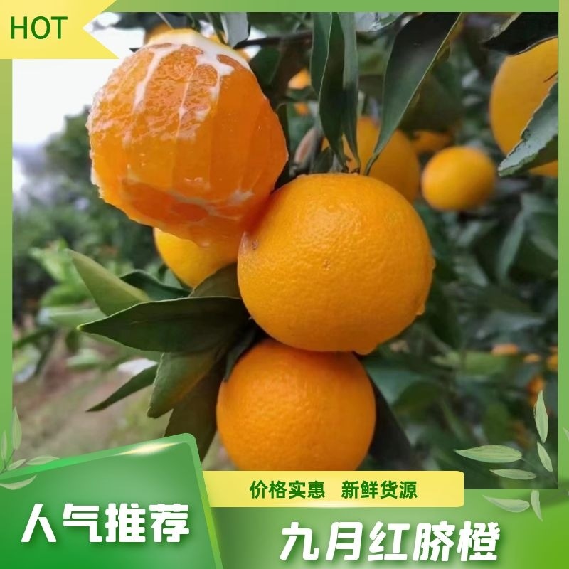 【爆】湖北九月红脐橙🍊供应市场电商~价格便宜～