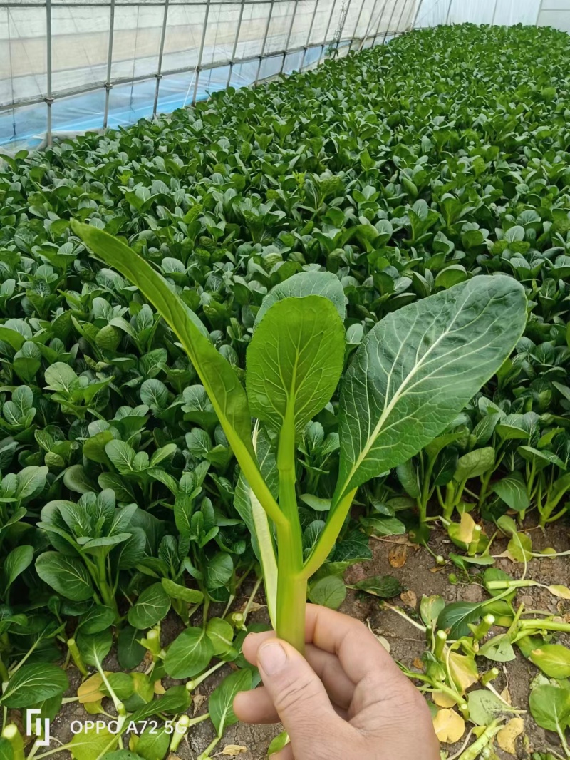 小青菜货源充足量大从优可供商超市场批发