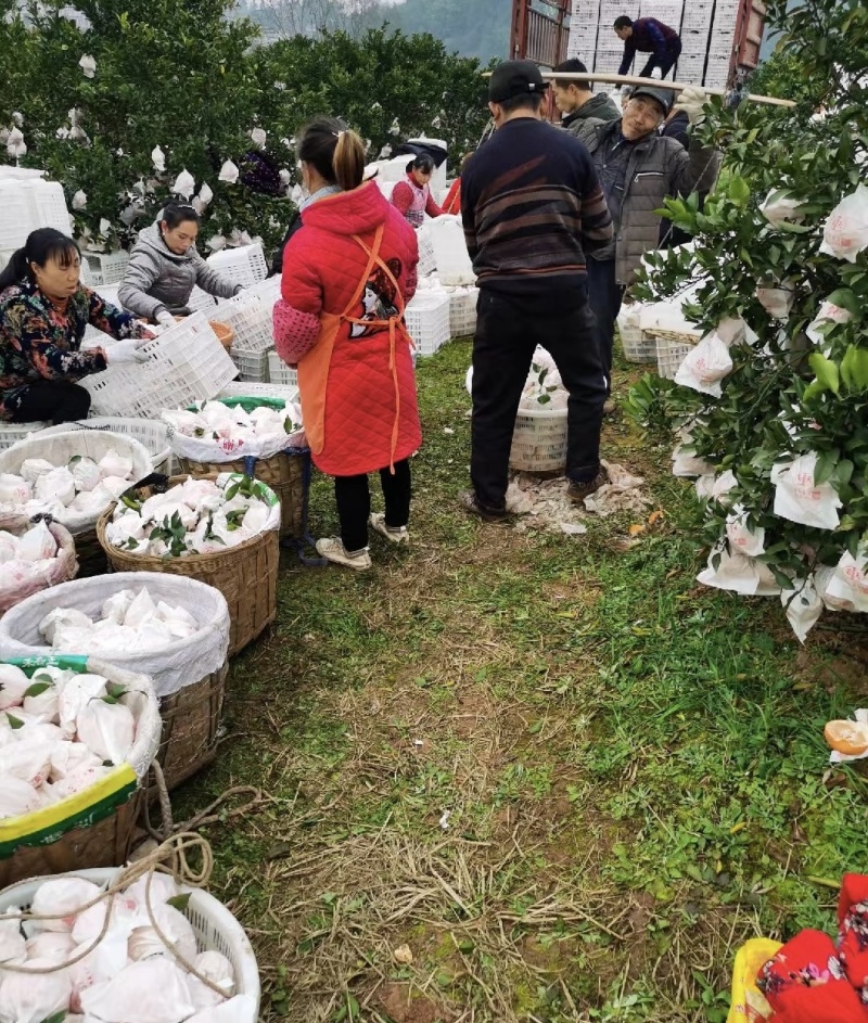 金堂耙耙柑春见柑橘成都柑桔实力代办全国发货一条龙服务价格