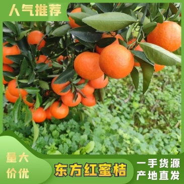 畅销东方红世纪红蜜橘湖北产地直供口感纯甜颜色全