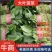 河南滑县大叶菠菜大量上市，精品大量出货实力代办，全国发货