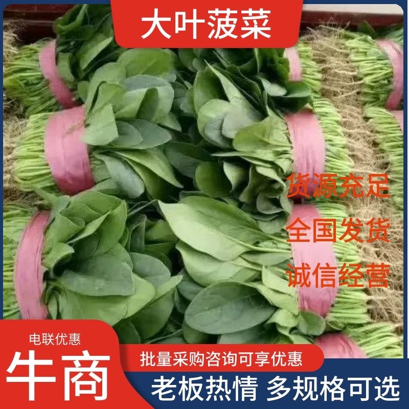 河南滑县大叶菠菜大量上市，精品大量出货实力代办，全国发货