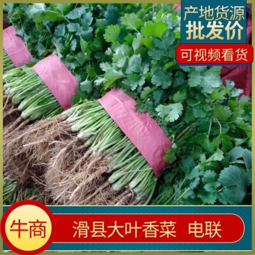 滑县大叶香菜产地直供，质量保证，量大从优欢迎老板来电
