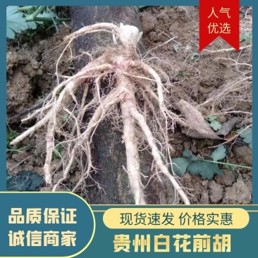 【推荐】贵州白花前胡鲜货，品质保证支持视频看货