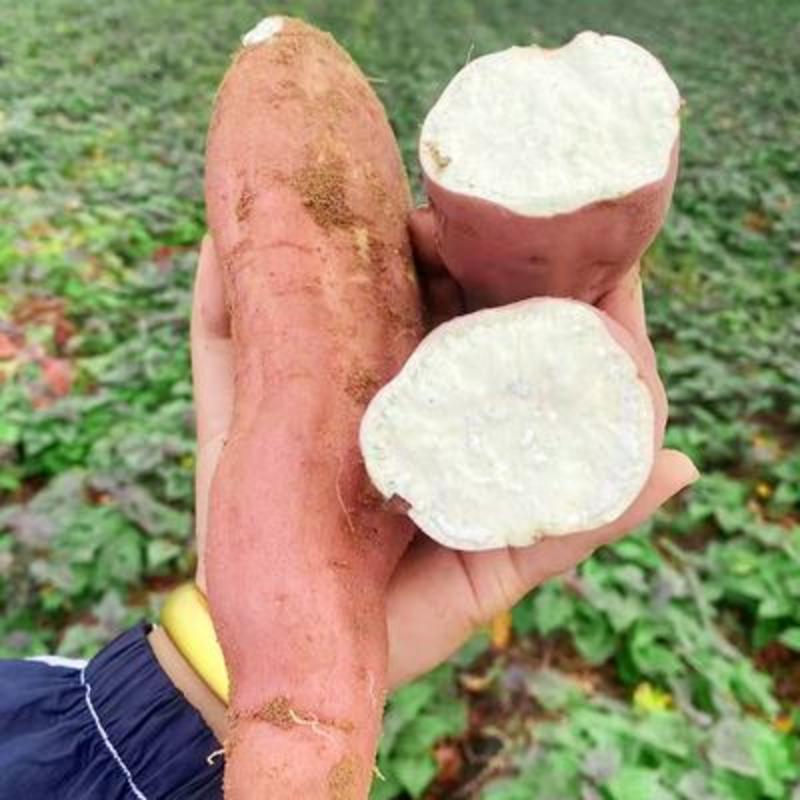 【哈密红薯】哈密红薯冰糖心河南直发全国市场，来电优惠