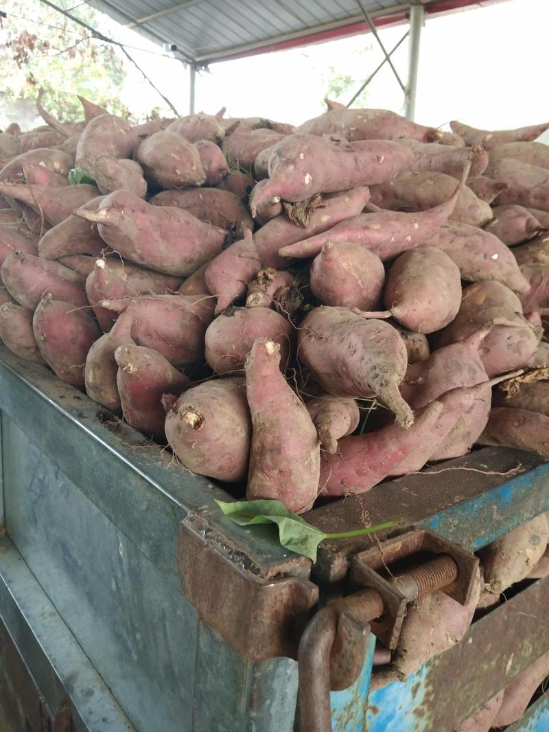 河南商薯19，产地直发全国市场，品质保证，欢迎来电