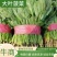 河南精品大叶菠菜大量上市，产地直供，全国代发欢迎电联