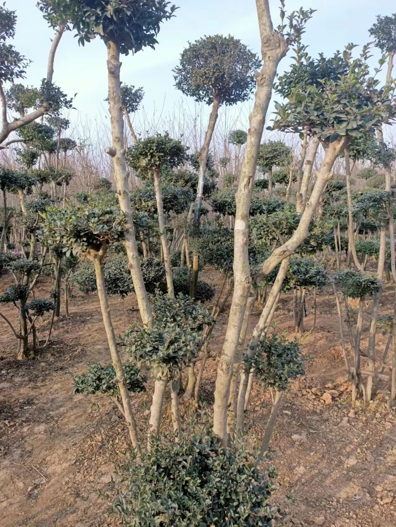 小叶女贞基地培育产地发货欢迎联系可视频看货质量保障