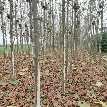 法桐自家基地种植成活率高品质保障欢迎实地考察