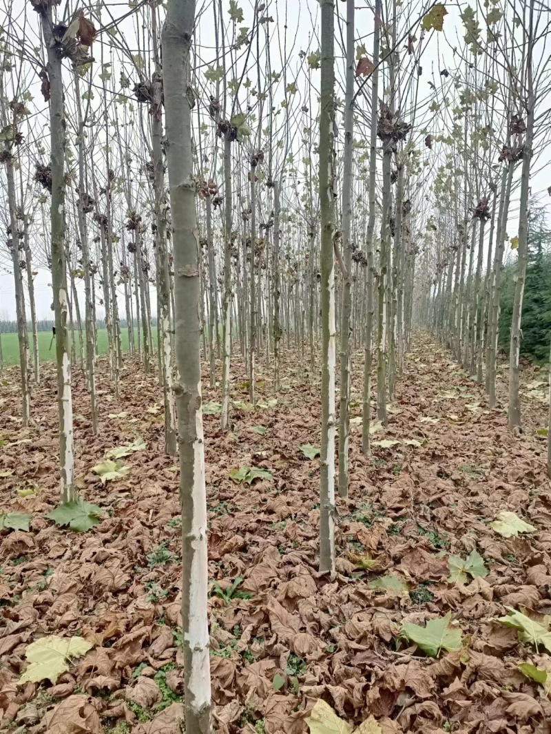 法桐自家基地种植成活率高品质保障欢迎实地考察