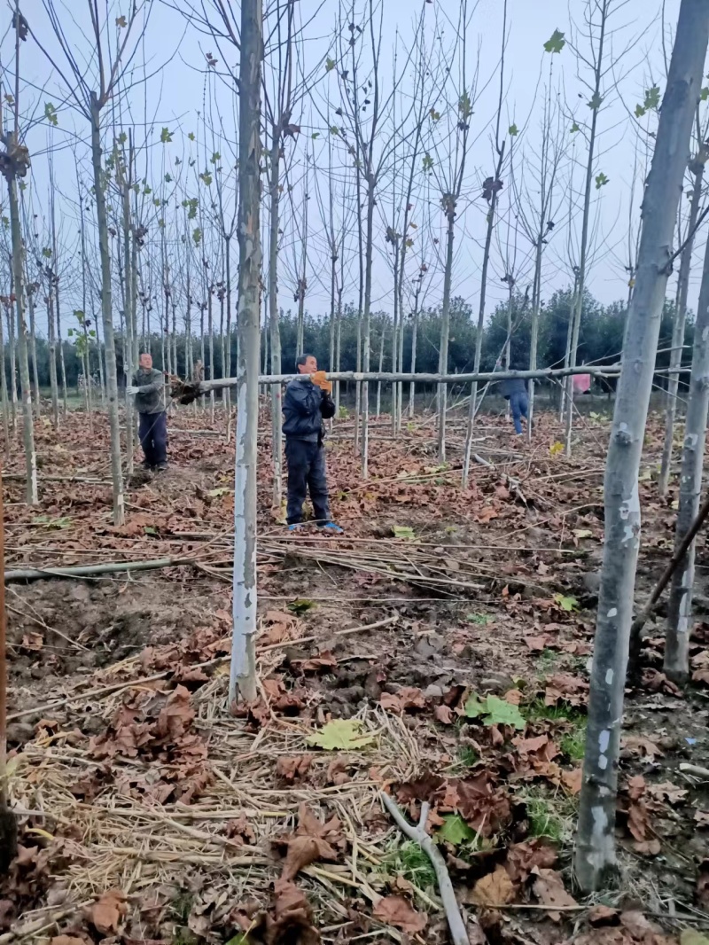 法桐自家基地种植成活率高品质保障欢迎实地考察