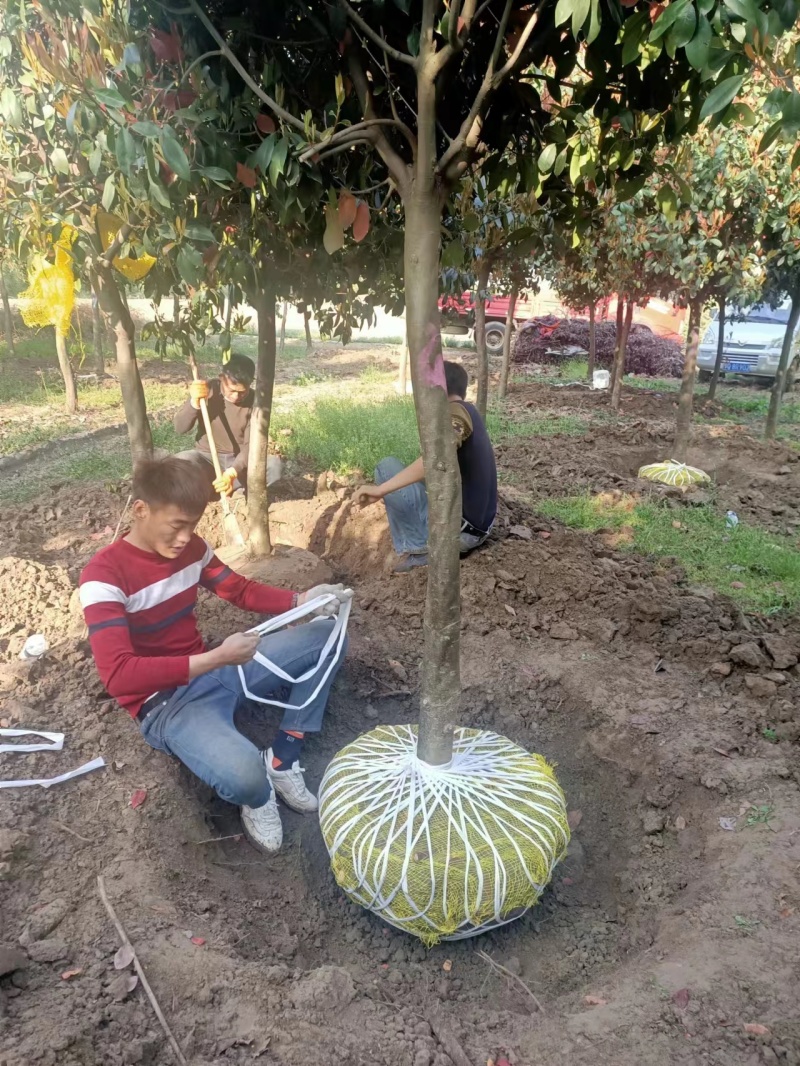 法桐自家基地种植成活率高品质保障欢迎实地考察