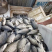 【精选】优质供货电商，鲫鱼，黑龙江大庆，厂家直销，价优