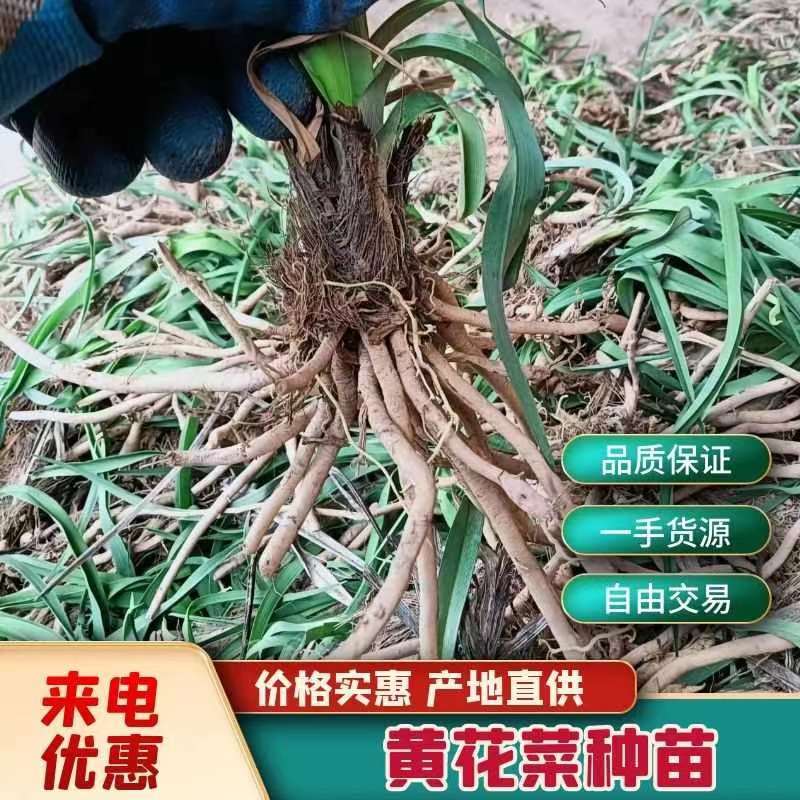 【实力推荐】猛子花黄花菜种苗袋装，量大优惠基地直供