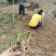 【实力推荐】猛子花黄花菜种苗袋装，量大优惠基地直供