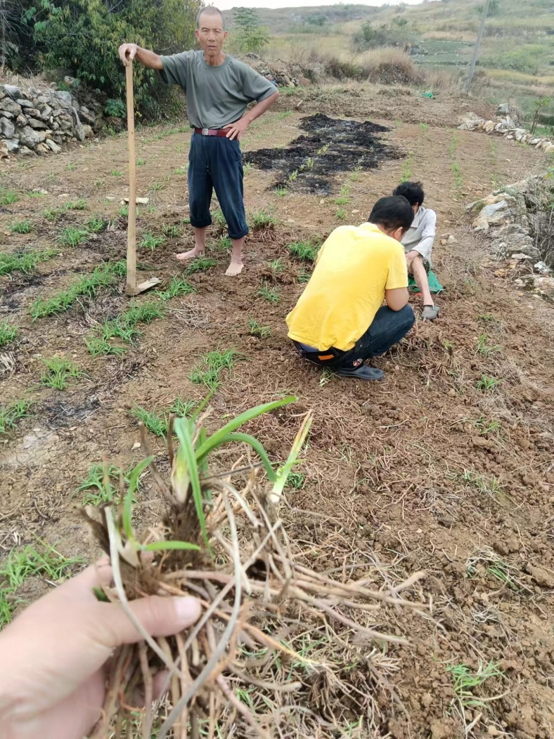 【实力推荐】猛子花黄花菜种苗袋装，量大优惠基地直供