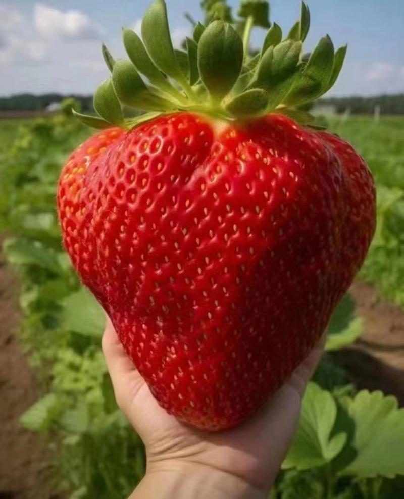 安徽红颜草莓，颗颗精选品质保障大量供应一手货源