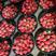 安徽红颜草莓，颗颗精选品质保障大量供应一手货源