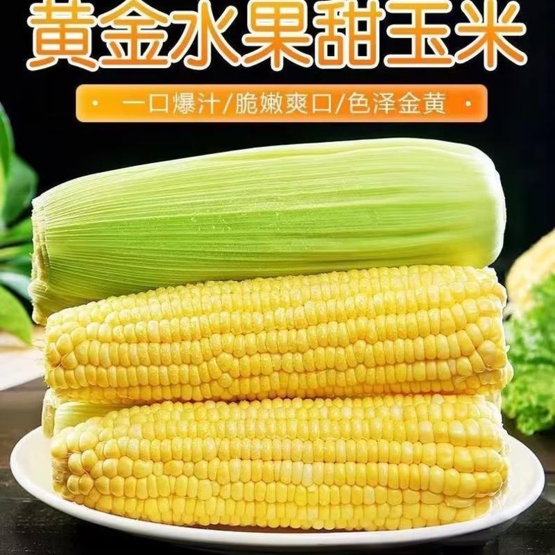 广东甜玉米支持加冰打包发冷藏一手货源欢迎电联