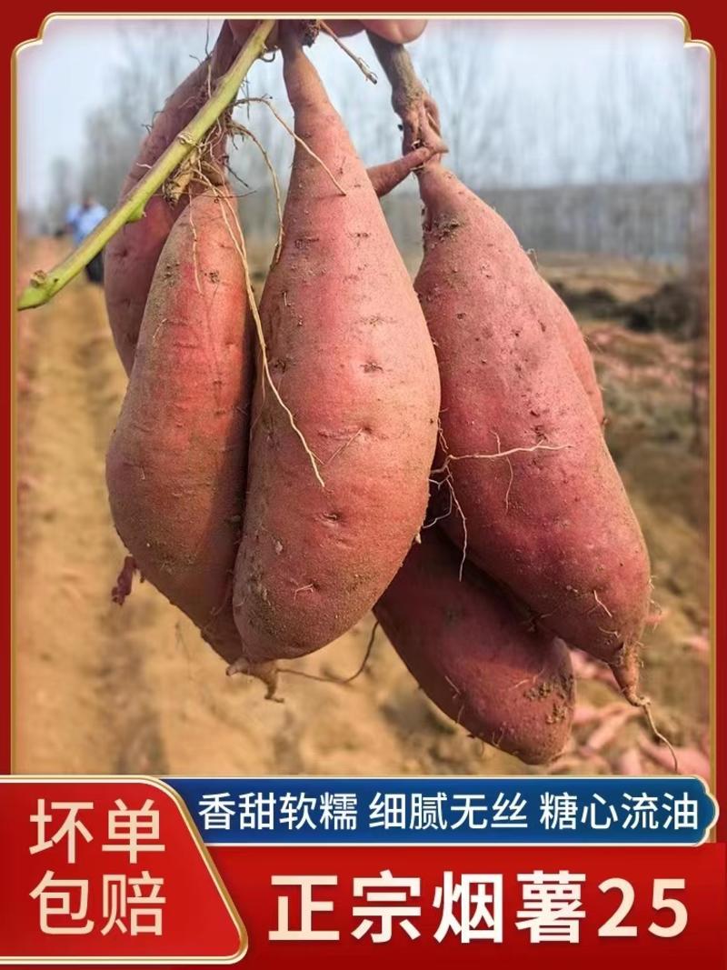【推荐】河北保定雄县烟薯25种植基地一手货源全国市场直发