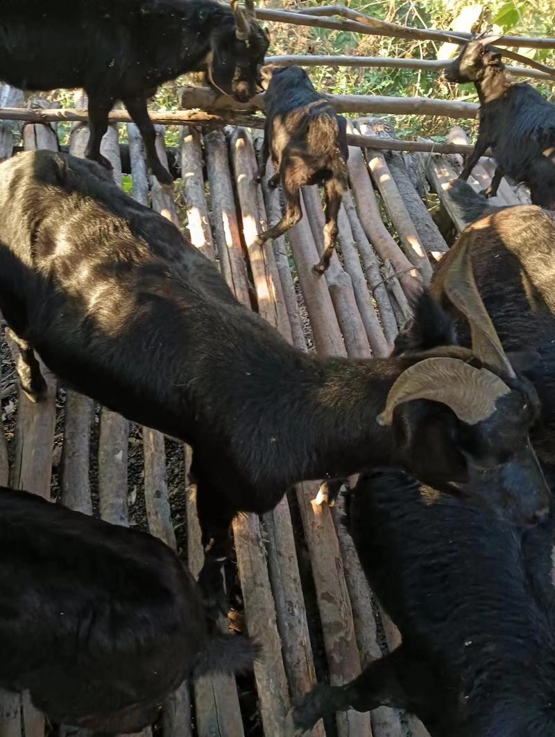 本地放养黑山羊农户自家养殖一手货源价格优惠