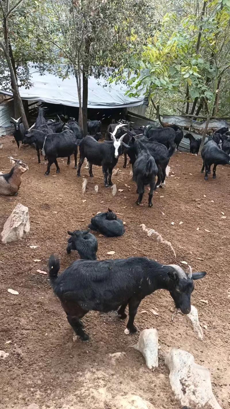 本地放养黑山羊农户自家养殖一手货源价格优惠