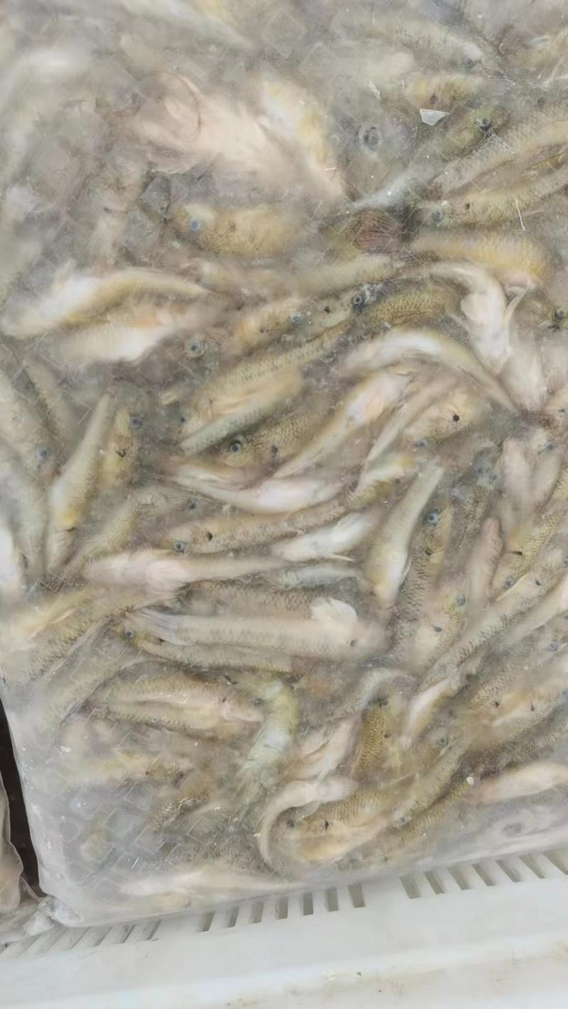 单冻麦穗鱼质量保证