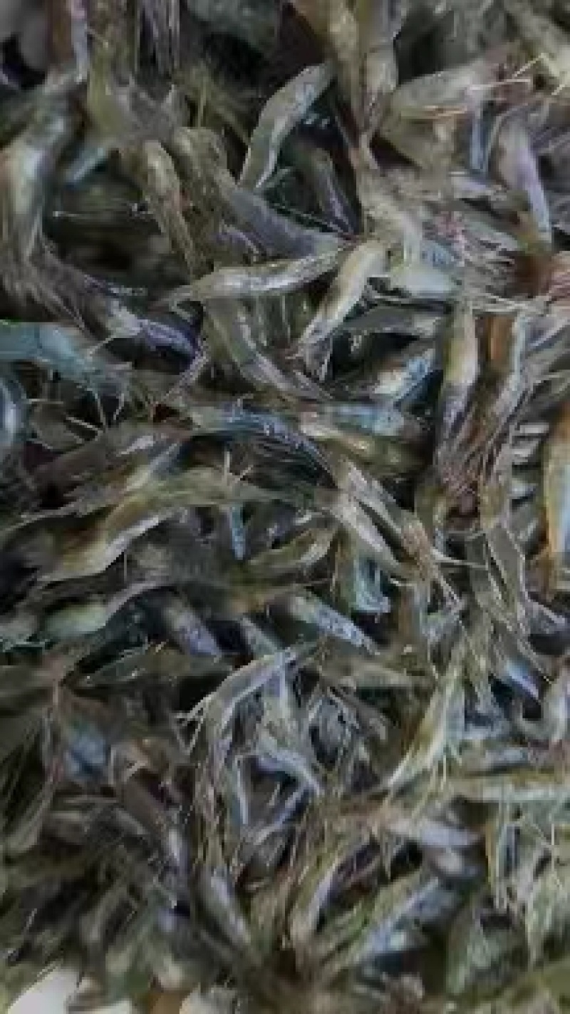 速冻河虾欢迎下単备种规格都有